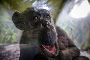 Фото: David Tanecek / CTK / Globallookpress.com Фото: David Tanecek …