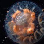 Посмотрите фантастическое видео о жизни подо льдом в Антарктике